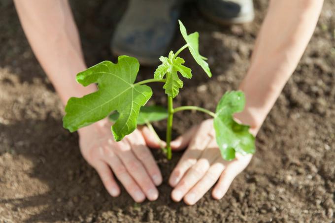 Smochin tânăr este plantat cu mâinile în pământ