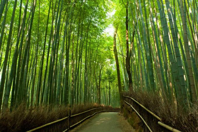 Bambusowa gigantyczna bambusowa trawa