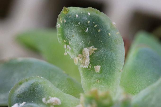 Scale insects on plants