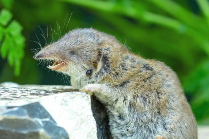 თაგვების სახეობა - ბაღის შრიალი - Crocidura suoaveolens