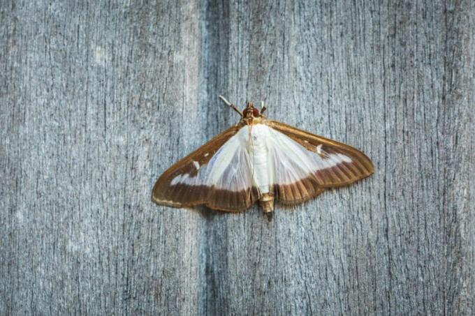 Boxwood moth on wood