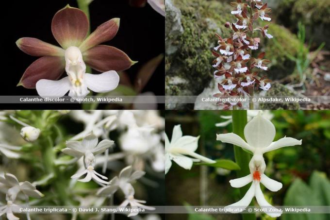 Druhy orchideí, Calanthe
