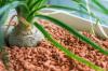Geëxpandeerde klei: kleikorrels als substraat voor planten