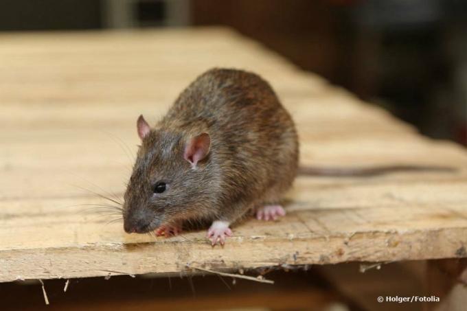 लकड़ी पर जंगली चूहा