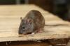 Hvad foretrækker rotter at spise? Disse 7 rottelokkemad tiltrækker rotter