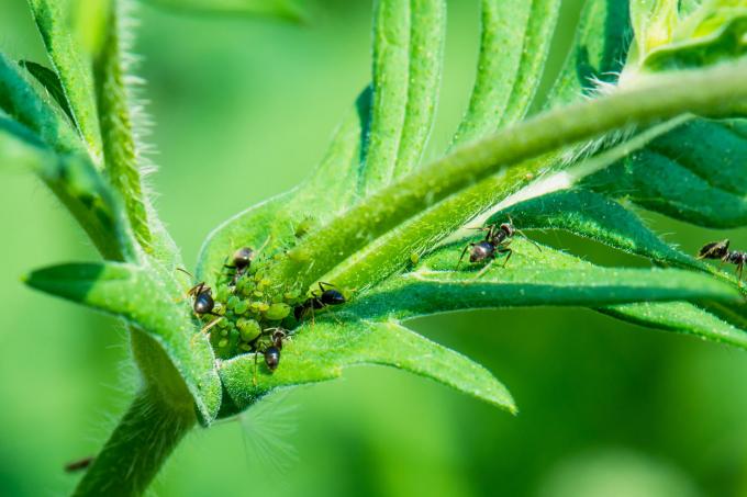 नुकसान-चींटियों-पौधों