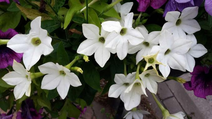 Dekoratyvinis tabakas su baltomis gėlėmis