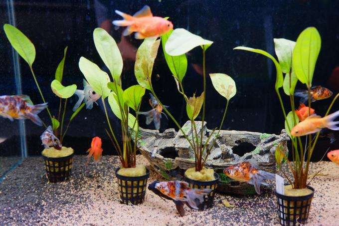 planten-aquariumplanten-met-pot