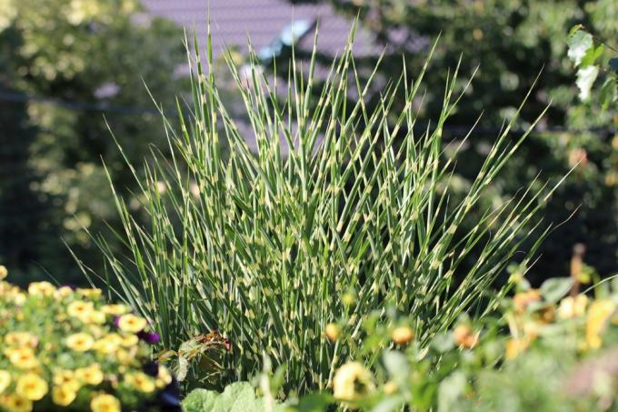 Miscanthus sinensis, herbe à zèbre
