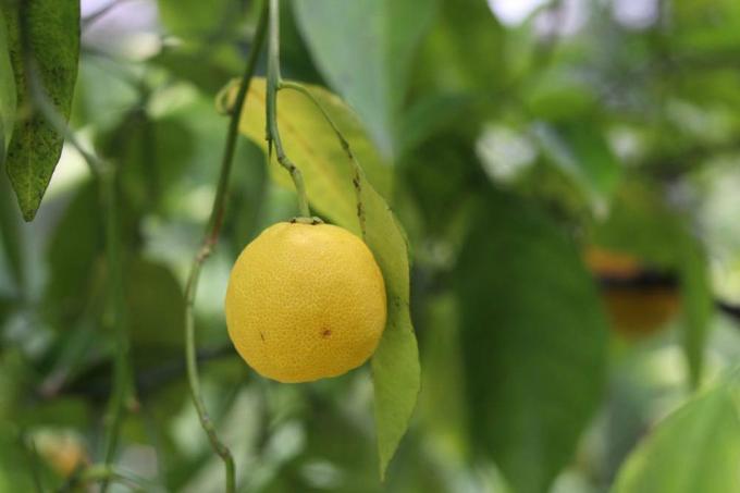 Защитите лимонное дерево зимой