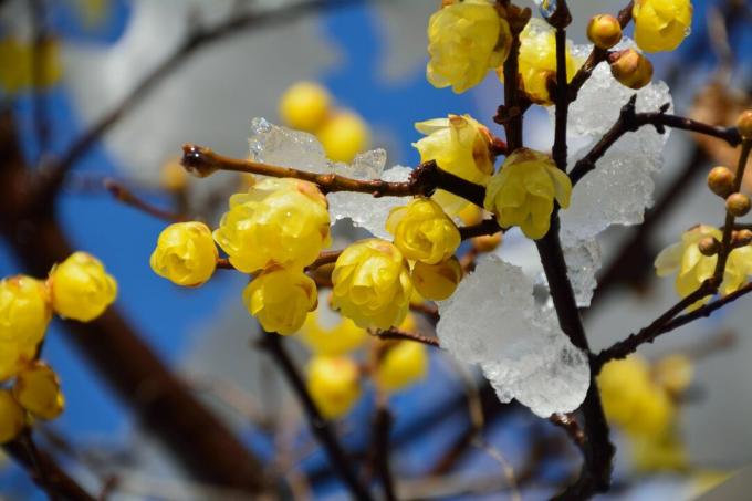 fioritura invernale cinese in inverno