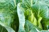 Pointed cabbage: The early-ripening and easily digestible type of cabbage
