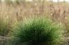 Cutting, planting & caring for bearskin grass