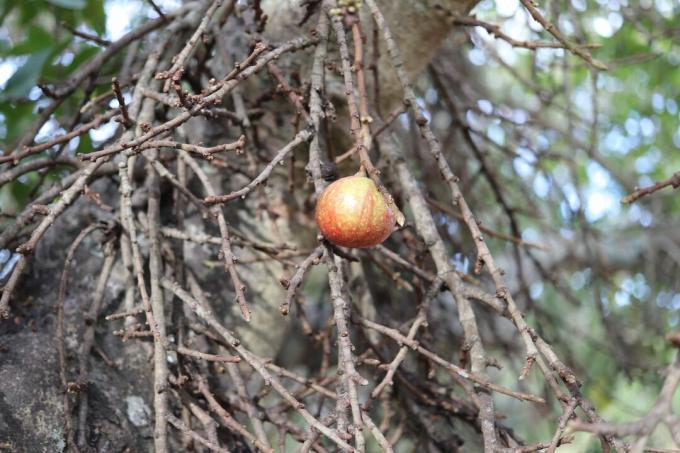 Kuru bir ağaçta incir