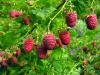 Raspberries: from planting to harvesting