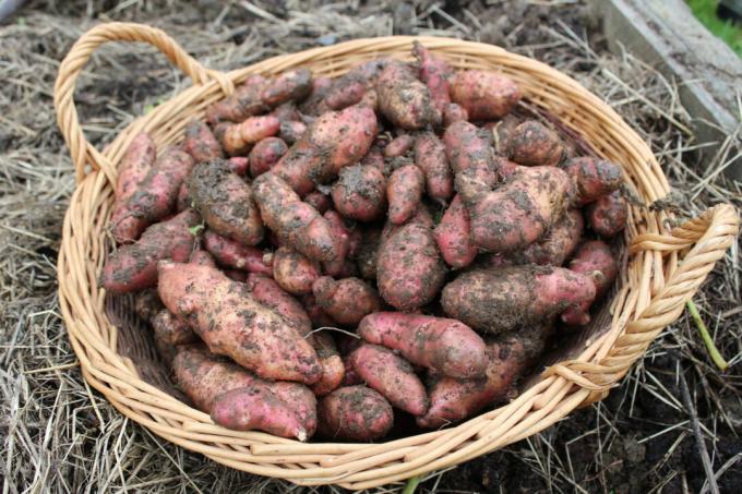 colheita de variedade de batata de casca vermelha no jardim