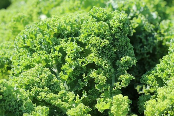 Kale (Brassica oleracea var. sabelika)