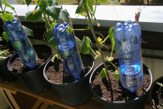Planten die water geven met kegels van klei