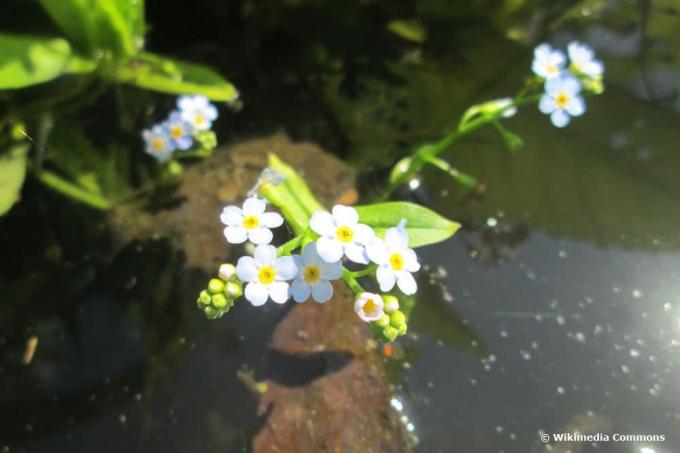 Purva neaizmirstami (yosoti palustris) mini dīķim