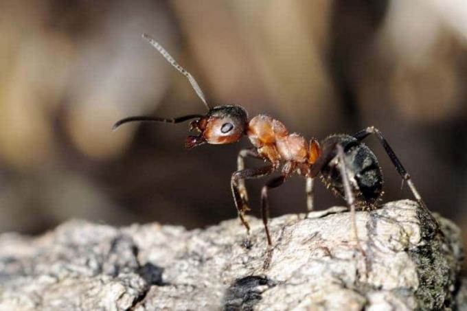 Κοινό μυρμήγκι γκαζόν (Tetramorium caespitum)