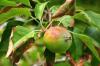 Reglindis: Smag & dyrkning af æblesorten