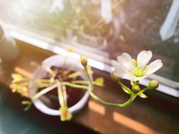 Veenuse kärbsepüünis lillega aknal