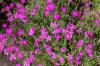 53 plantes vivaces d'été triées par couleur de A à Z