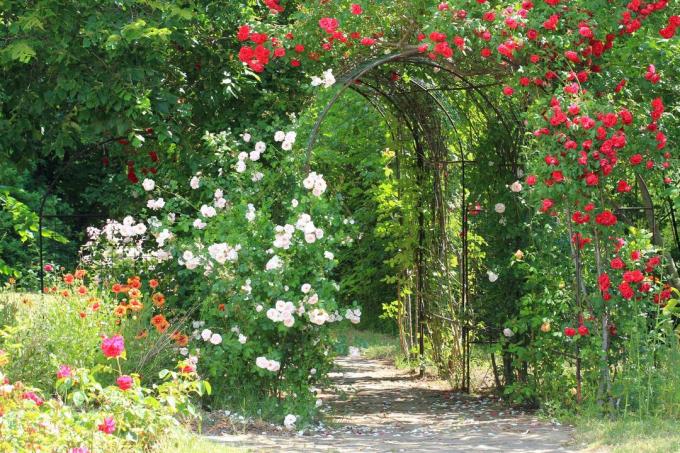 Rožu arka ar sarkanām rozēm dārzā