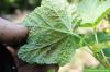 Болезни листьев на смородине: болезнь листопада и Ко