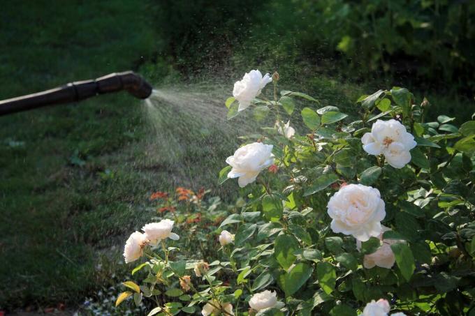 Υγρό λίπασμα λευκό τριαντάφυλλο