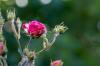 Koupit růže: průvodce a dobré zdroje dodávek