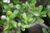Is the money tree poisonous? All information about the penny tree, Crassula ovata