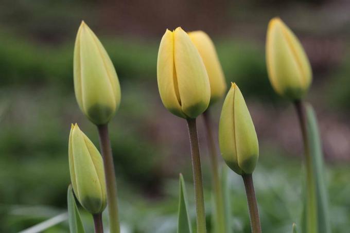 Tulpes ar dzelteniem ziedu pumpuriem