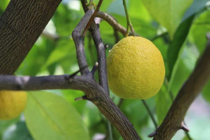 citrontræ