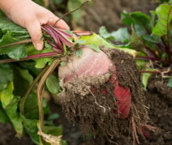 Pull g4 beetroot out of the ground