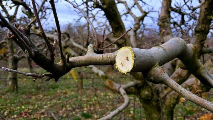 Skär äppelträd på gammalt trä