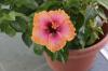 Hibiscus in the pot: tips for care & repotting