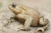 Зелени жаби: 4 местни вида със снимка