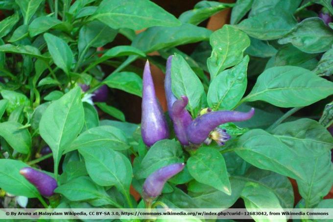 Chilli 'Purple Cayenne'