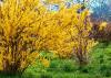 Forsythia: Everything about planting, flowering time & care
