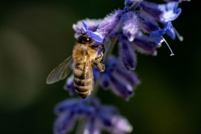 padang rumput lebah berlian biru