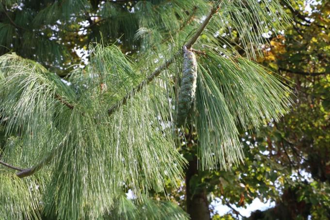 Слъзен бор - Pinus wallichiana