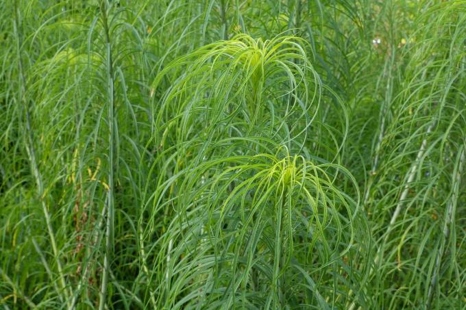 Słonecznik wierzbowy (Helianthus salicifolius)