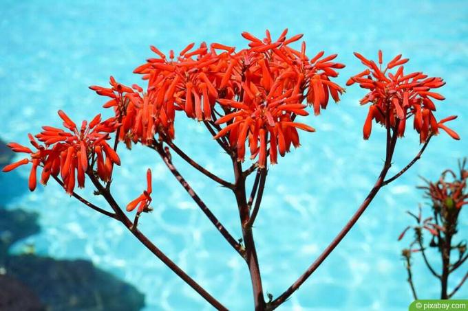 Aloe maculata—Aloe saponaria