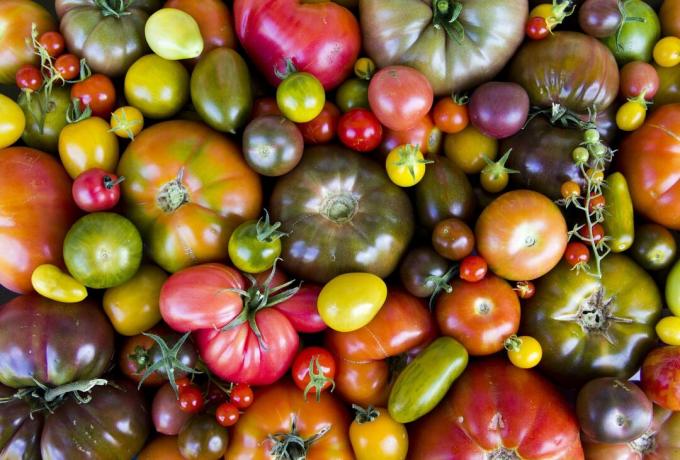 Olika sorters tomater