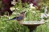 Banho de pássaros no jardim: isso deve ser observado