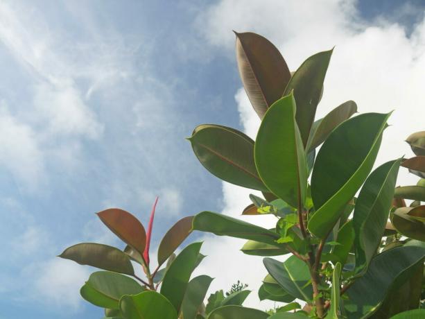 Rubber trees grow in the open air