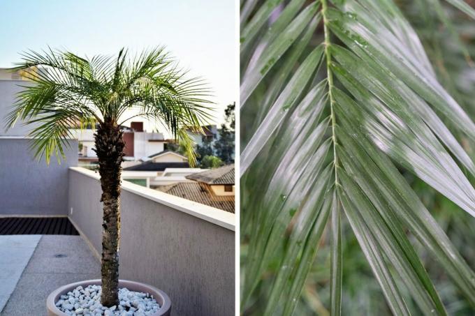 Palmowa palma daktylowa - Phoenix roebelenii