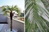 Pritlikava datljeva palma, Phoenix Roebelenii: Nega od A do Ž