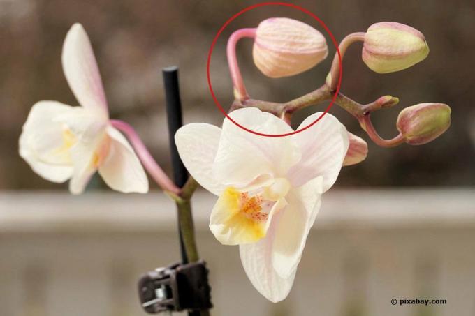Tør op knopper på orkideer
